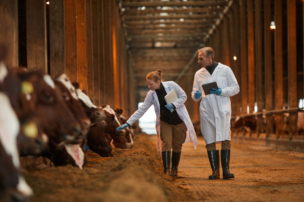 A female and male researcher walk down the aisle of a barn, greeting cows