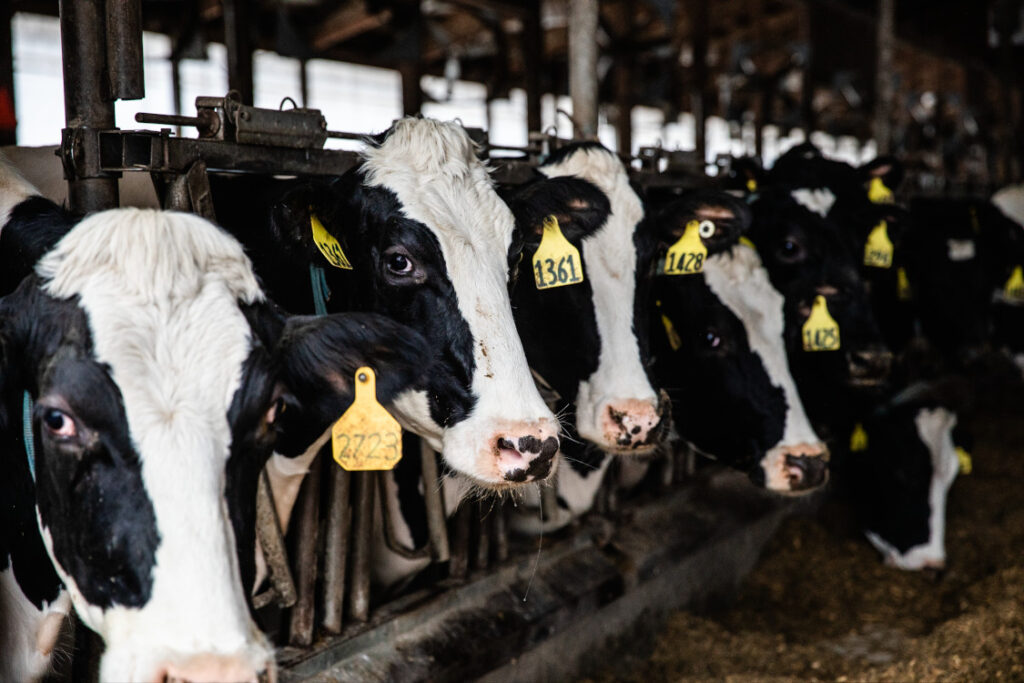 Dairy cows at Cornell's Dairy Research Center