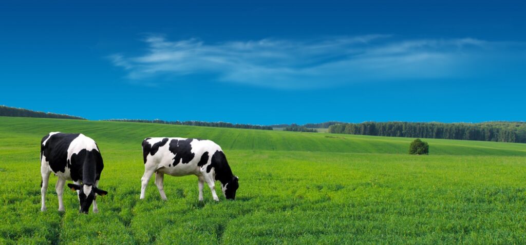 Two cows grazing in a green field under a blue sky