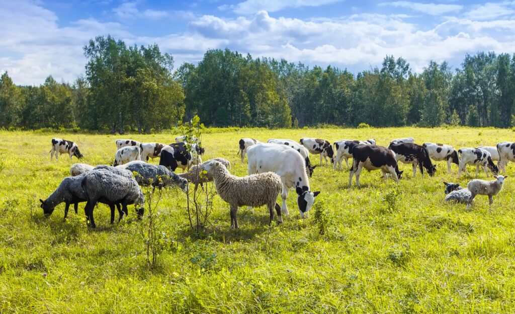 Sheep and cows grazing in a pasture