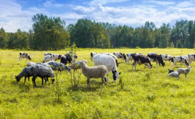 Applications Open for Dairy Runway Entrepreneurship Program
