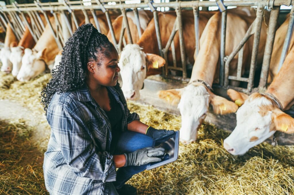 Person caring for cows